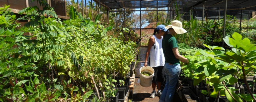 Staff trip to CWD’s Oma`opio greenhouse