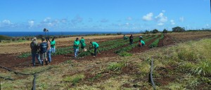 Hui Malama students harvest sweet potatoes at La`akea Community Farm