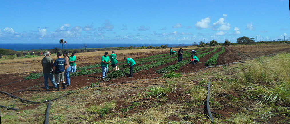 First field trip to La`akea Community Farm of Maui