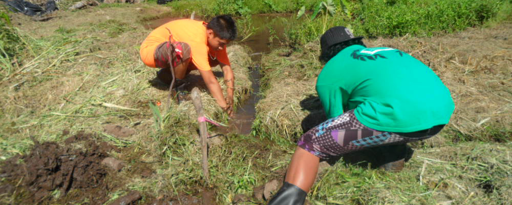 Learning in the Lo`i with Penny Levin