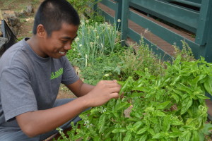 Picking fresh herbs from our garden